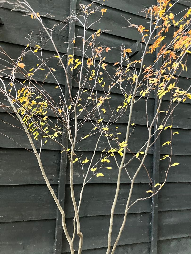 200 山採り　アカシデ