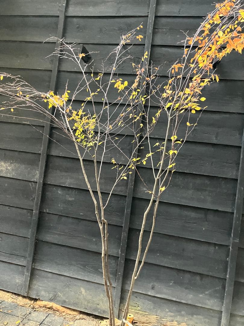 200 山採り　アカシデ