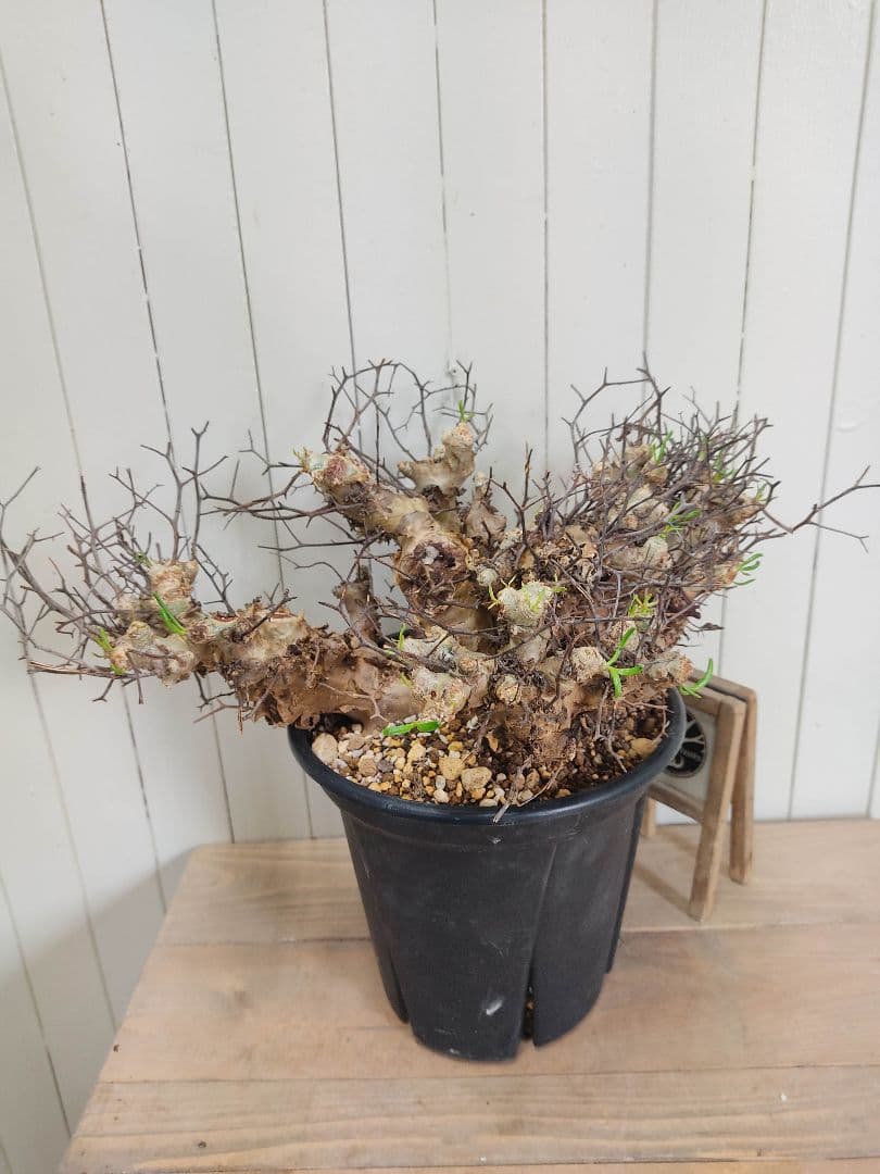 bon25ページ　Q008、H024チレコドン レティキュラータス 万物想