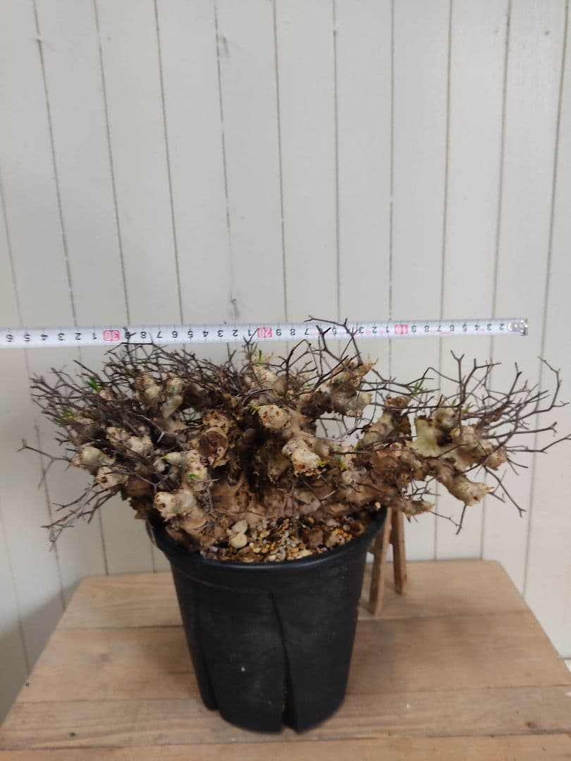 bon25ページ　Q008、H024チレコドン レティキュラータス 万物想