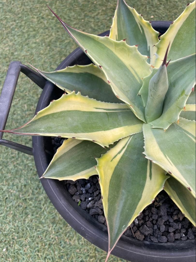 オバティフォリアオルカ　鉢込み