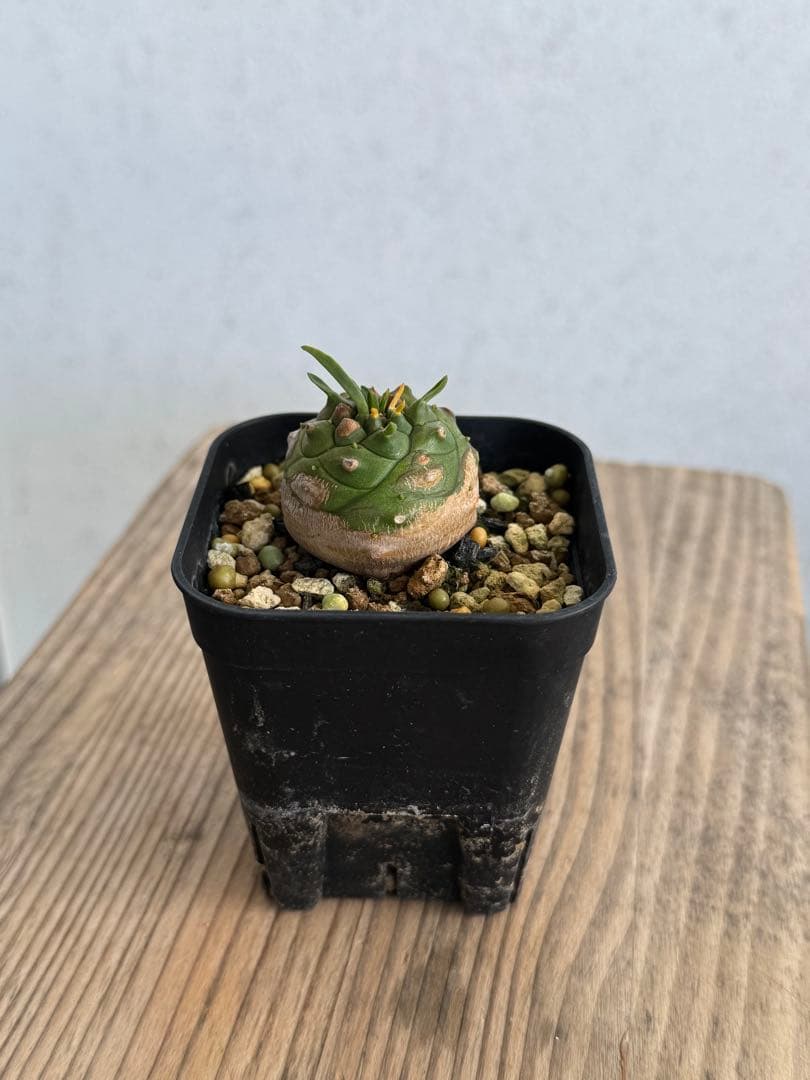 オベサ鉄甲 ② 鉄甲丸♂×オベサ♀