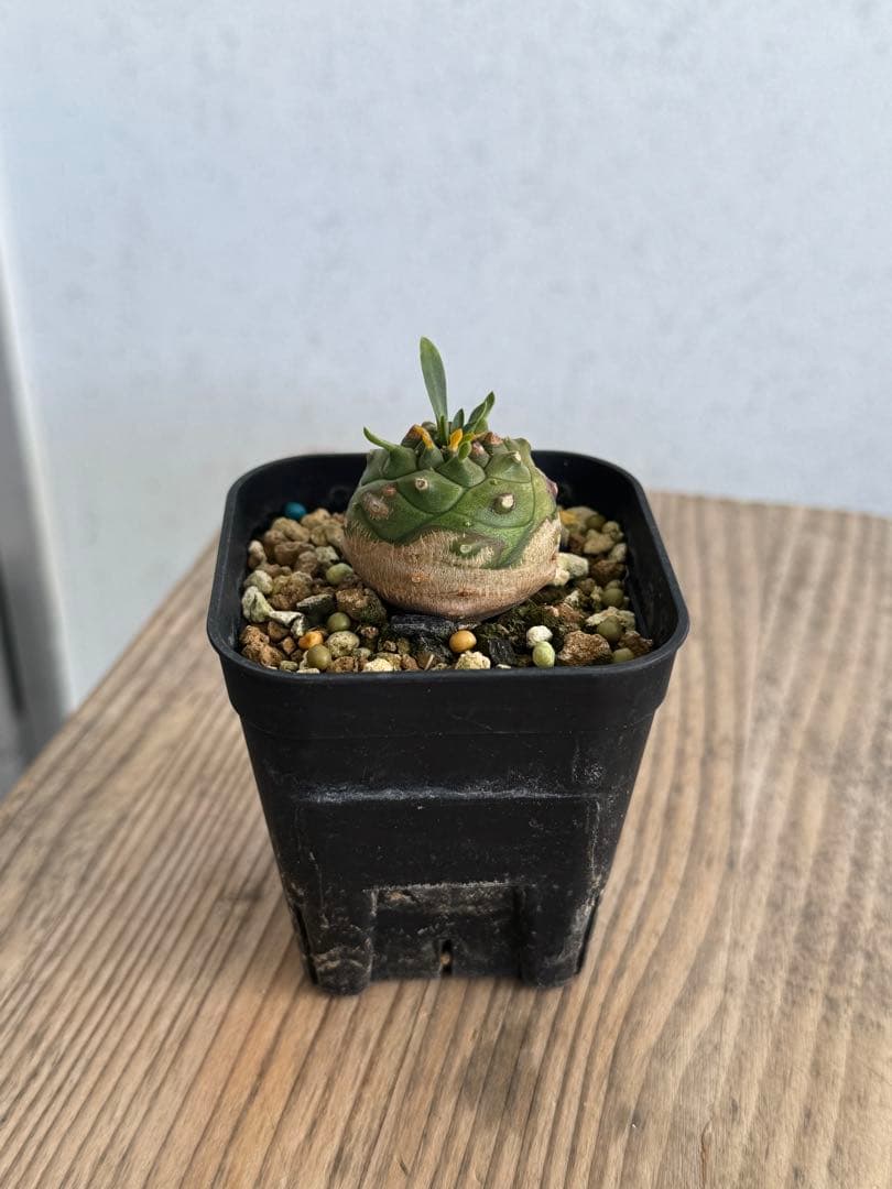 オベサ鉄甲 ② 鉄甲丸♂×オベサ♀