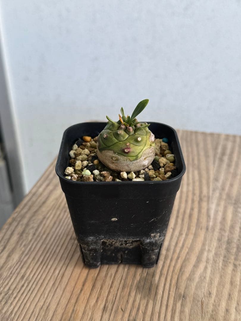 オベサ鉄甲 ② 鉄甲丸♂×オベサ♀