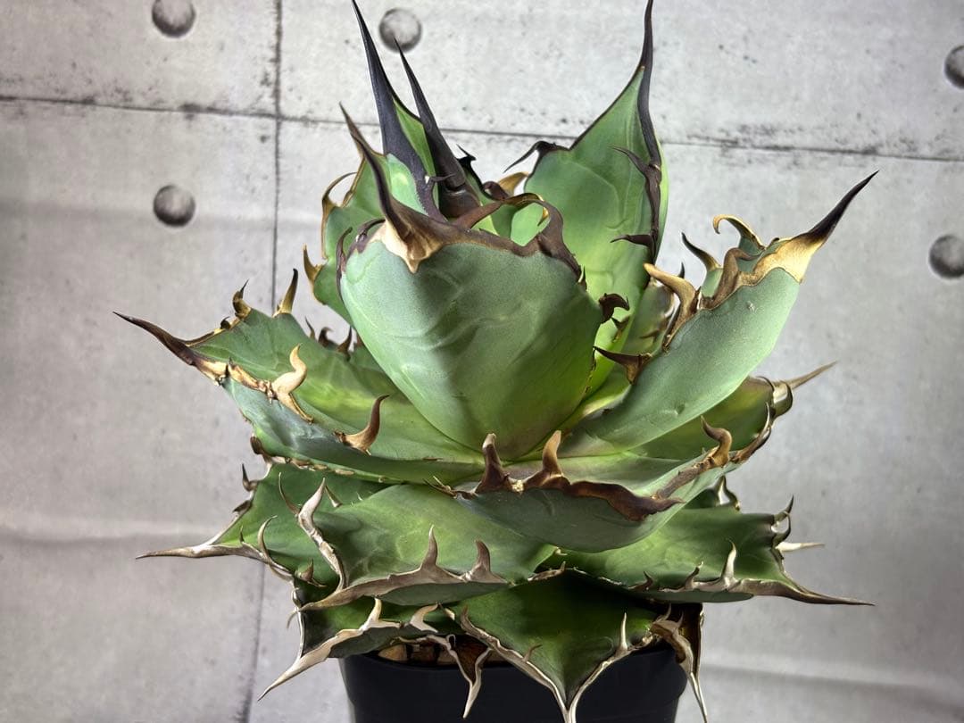 ドラゴンアガベ産　陽炎ハデス　親株　コレクション株　タグ・鉢付き発送