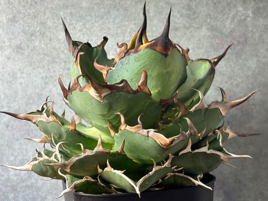 ドラゴンアガベ産　陽炎ハデス　親株　コレクション株　タグ・鉢付き発送