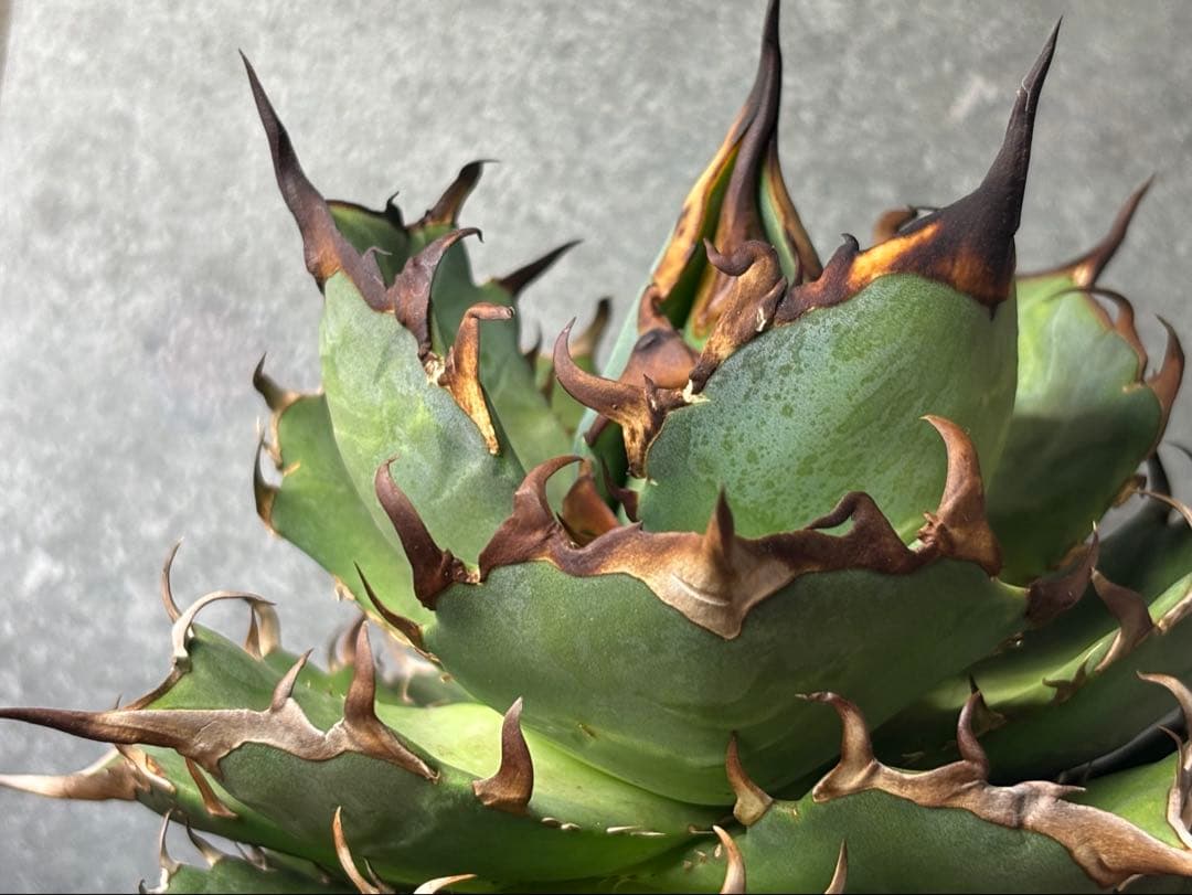 ドラゴンアガベ産　陽炎ハデス　親株　コレクション株　タグ・鉢付き発送