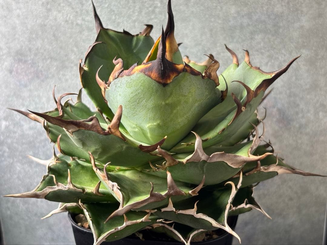 ドラゴンアガベ産　陽炎ハデス　親株　コレクション株　タグ・鉢付き発送