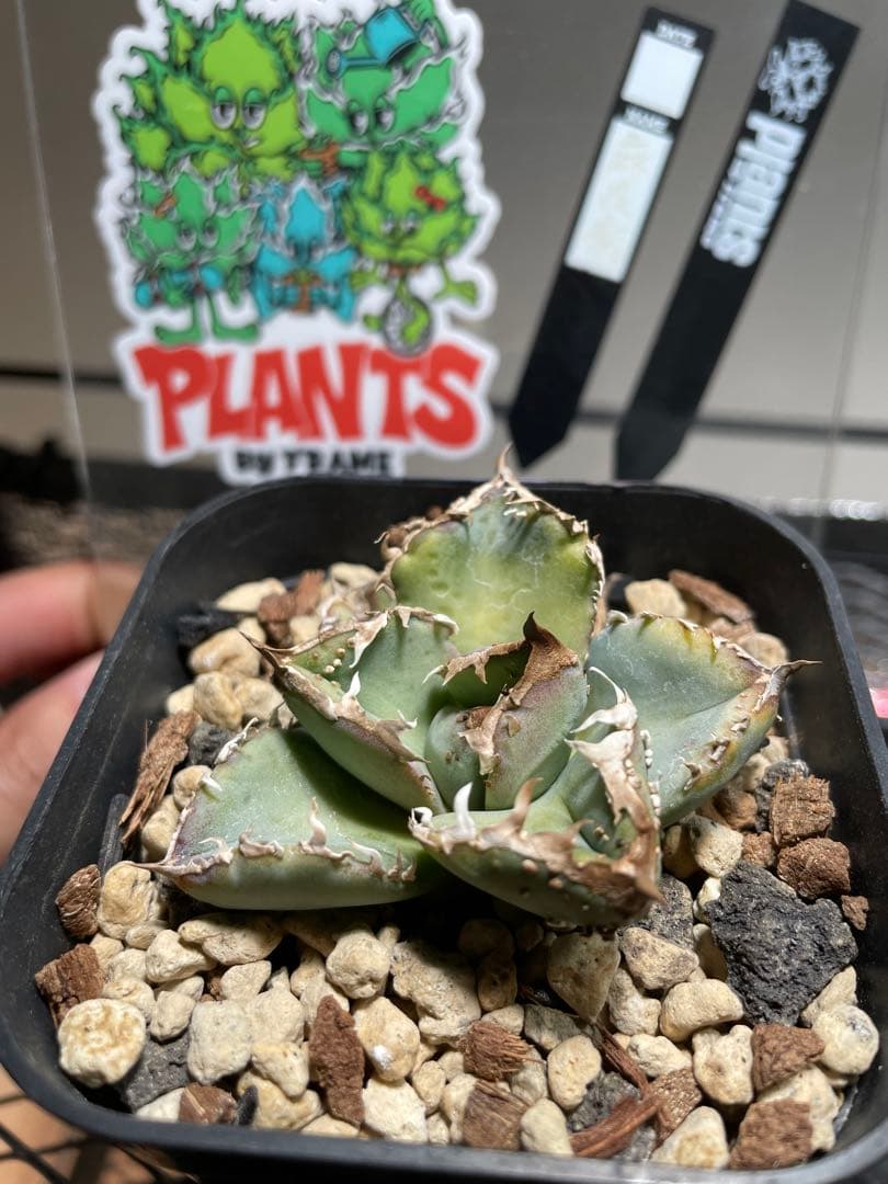 アガベ 麻花龍　ming