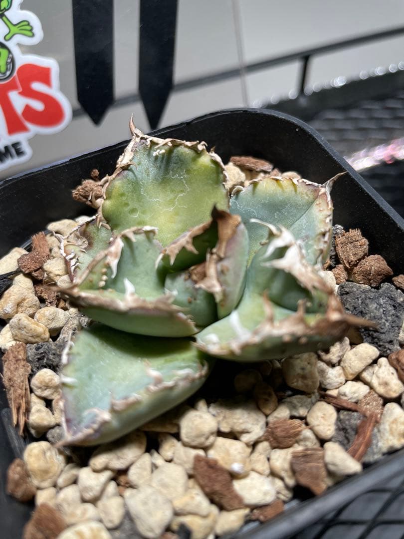 アガベ 麻花龍　ming