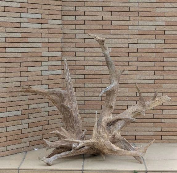 流木(630)　大型流木2点セット　アクアリウム　テラリウム