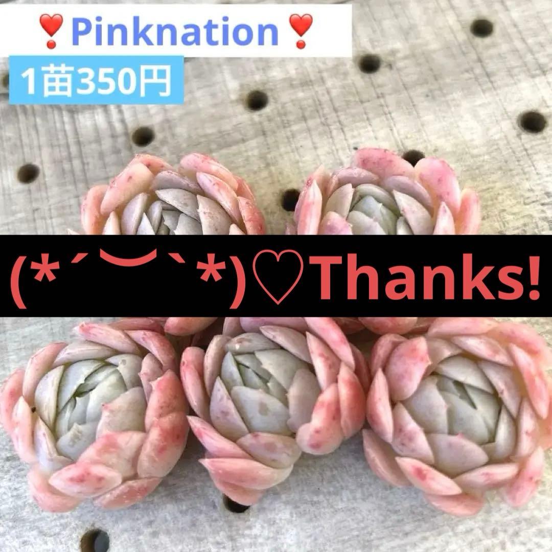 在庫数確認中❣️ピンクネーション❣️カット ランダム エケベリア 寄せ植え 多肉植物