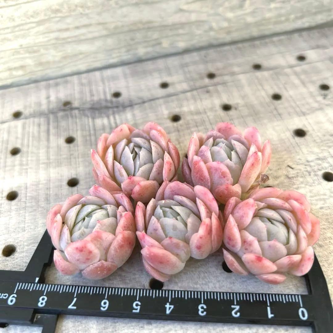 在庫数確認中❣️ピンクネーション❣️カット ランダム エケベリア 寄せ植え 多肉植物
