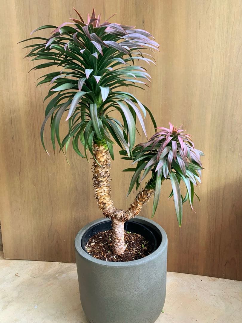 ユッカ・ディスメチアーナ　コンパクタ　枝分かれ