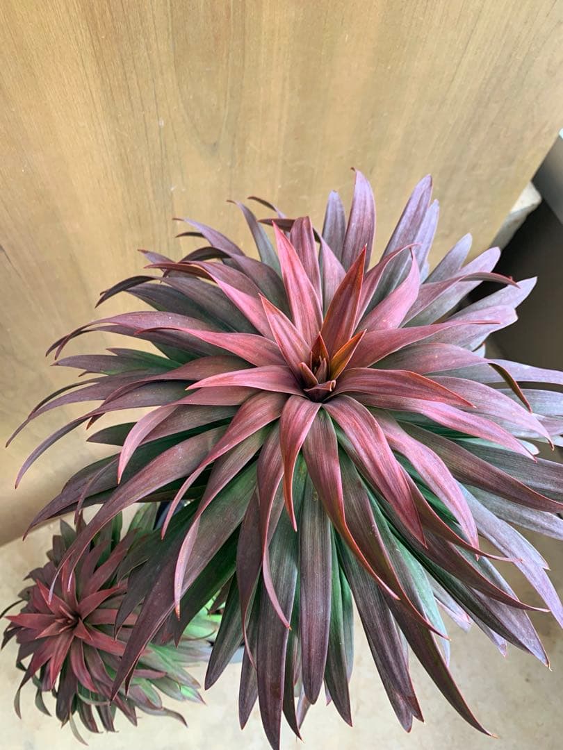 ユッカ・ディスメチアーナ　コンパクタ　枝分かれ