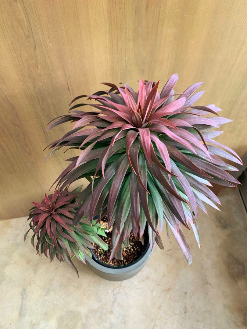 ユッカ・ディスメチアーナ　コンパクタ　枝分かれ