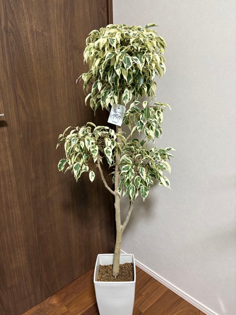 フィカス　ベンジャミン　スターライトビューティークイーン