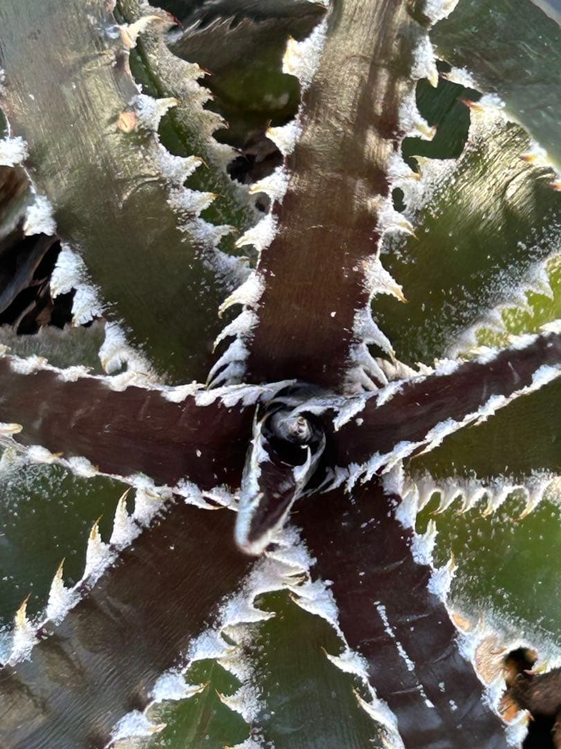 ディッキア Dyckia Code NW-44 Bill Baker