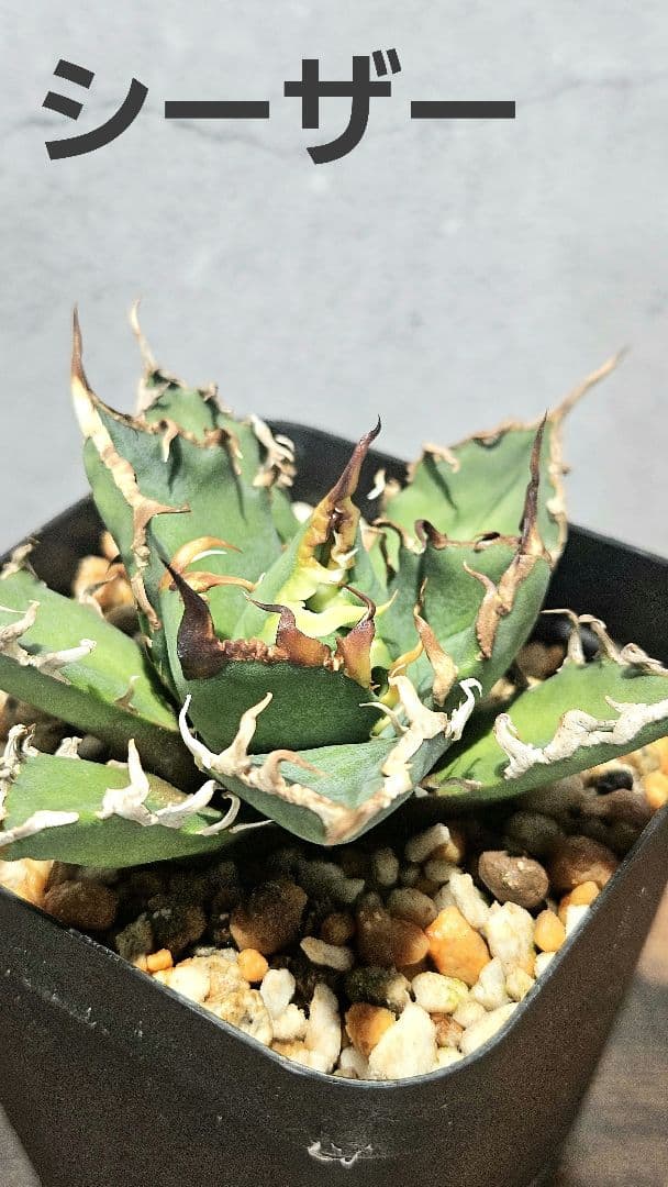 アガベ 人気品種5株セット 白鯨 ハデス 魔丸 阿修羅 シーザー