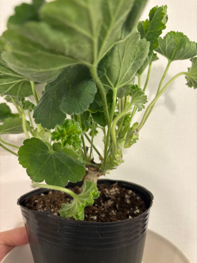 希少品種ゼラニウム　超珍しいゼラニウム　レア品種ゼラニウムNMG02