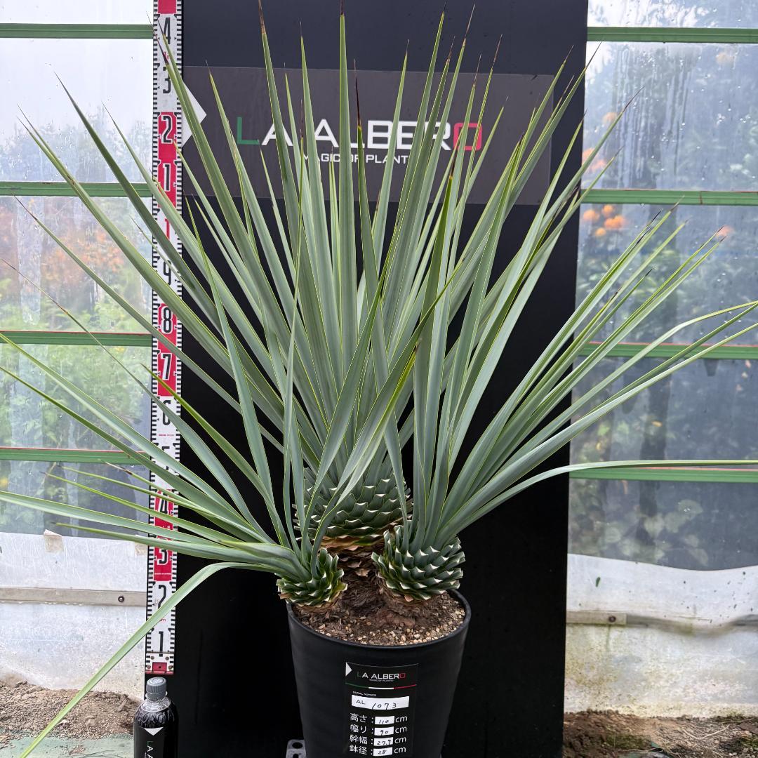 【AL1073】ユッカ　LA ALBERO　Ver.リギダ