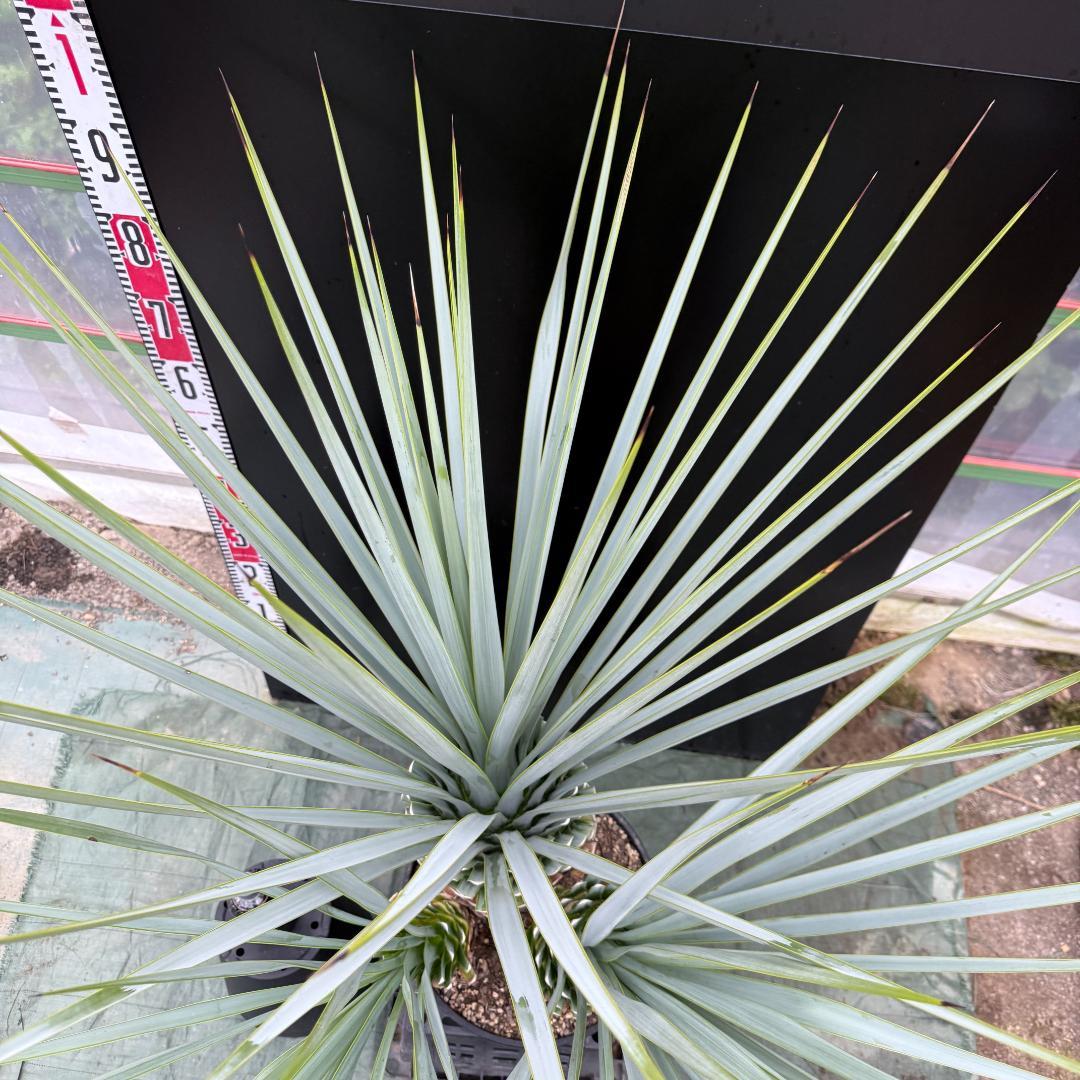 【AL1073】ユッカ　LA ALBERO　Ver.リギダ