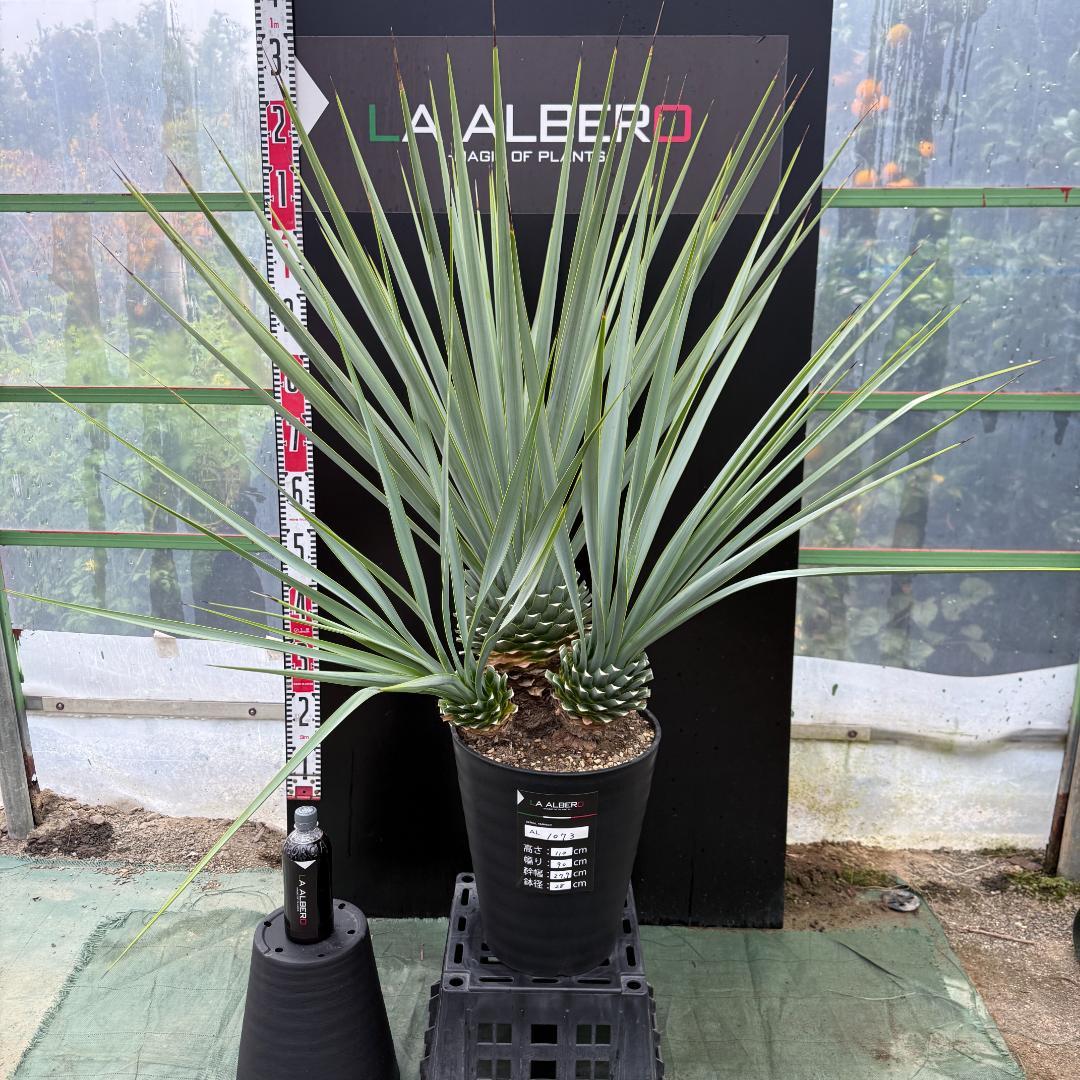 【AL1073】ユッカ　LA ALBERO　Ver.リギダ
