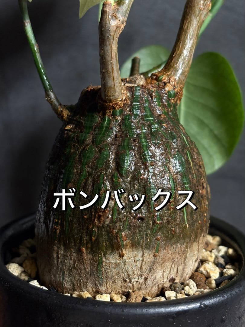 プセウド　ボンバックス　エリプティクム　塊根植物　コーデックス　抜き苗　良型