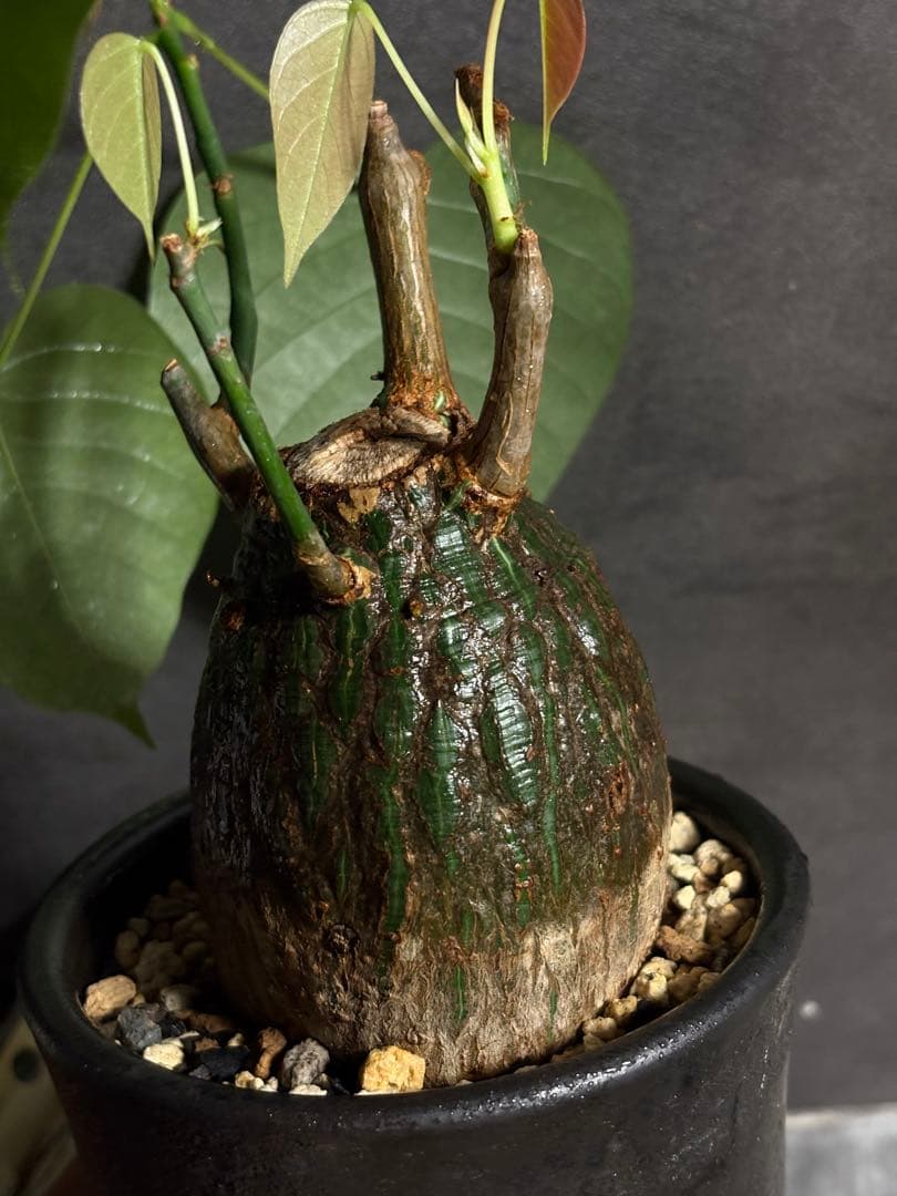 プセウド　ボンバックス　エリプティクム　塊根植物　コーデックス　抜き苗　良型