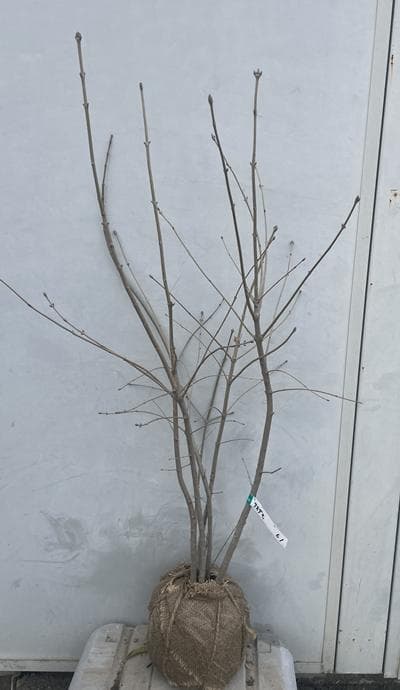 《現品》アオダモ　株立ち　樹高1.0ｍ（根鉢含まず）61【庭木/苗木/バット】