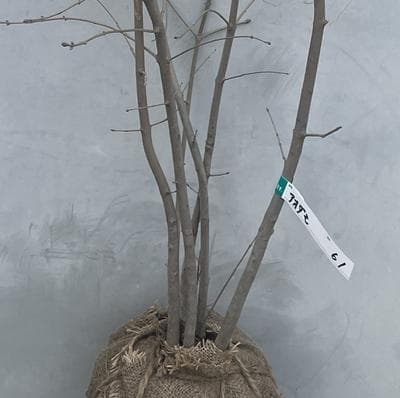 《現品》アオダモ　株立ち　樹高1.0ｍ（根鉢含まず）61【庭木/苗木/バット】