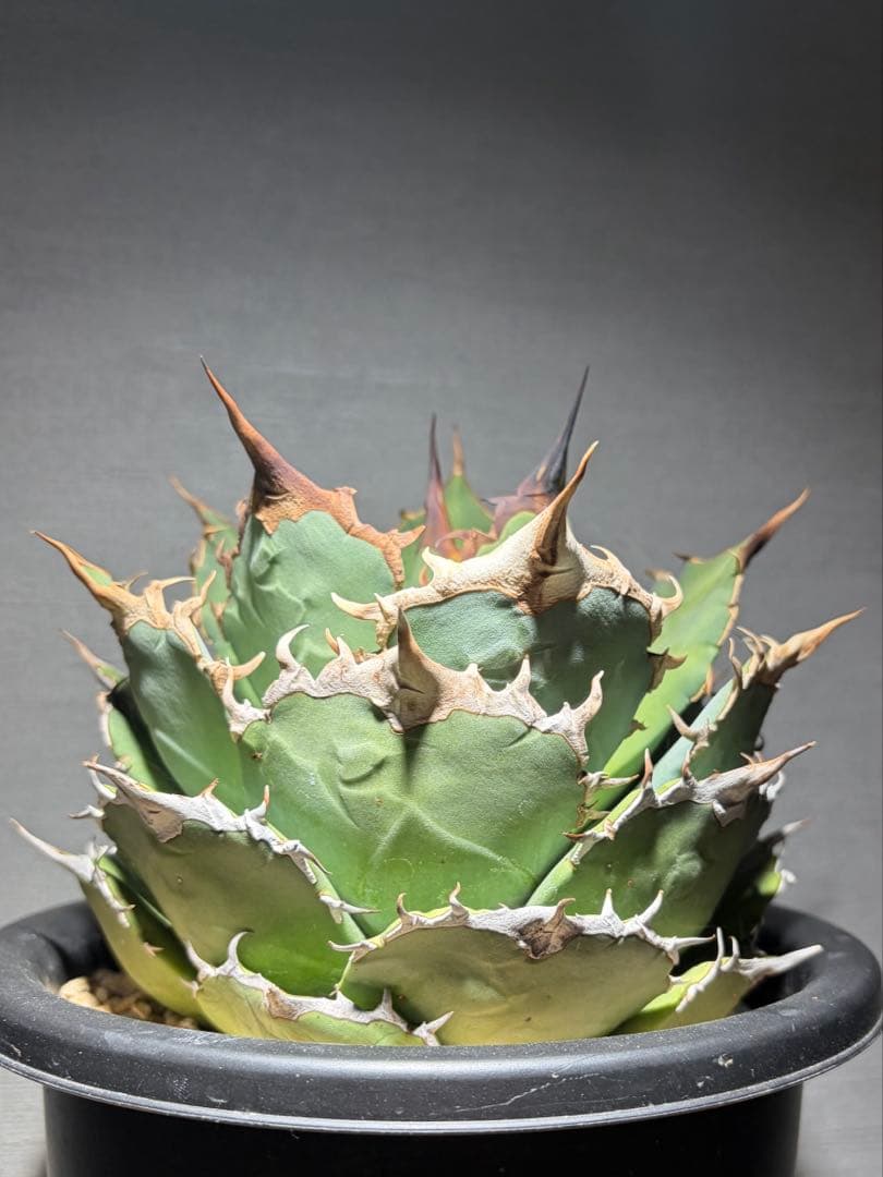 アガベ oaxaca 現地株 agave oteroi 現地球