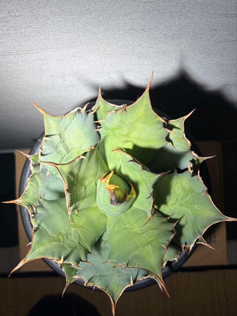 アガベ oaxaca 現地株 agave oteroi 現地球