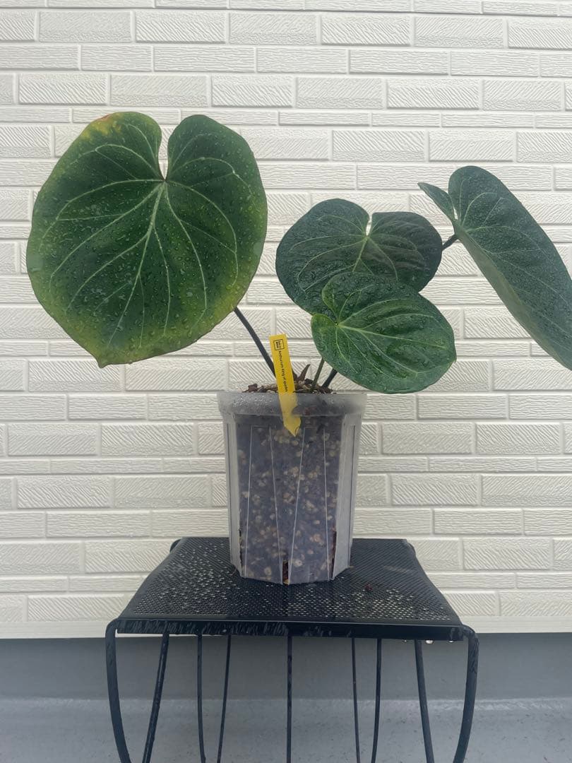 アンスリウム King of Spades（KOS）