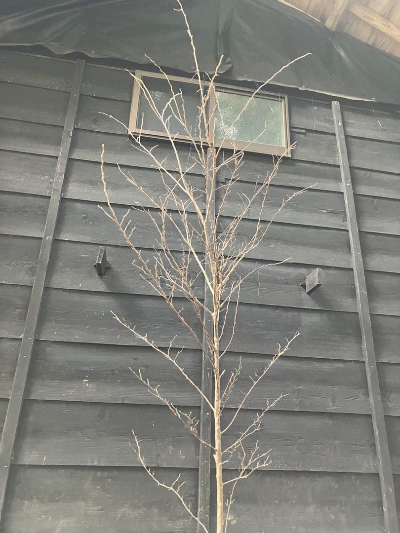 50 山採り　エゴノキ