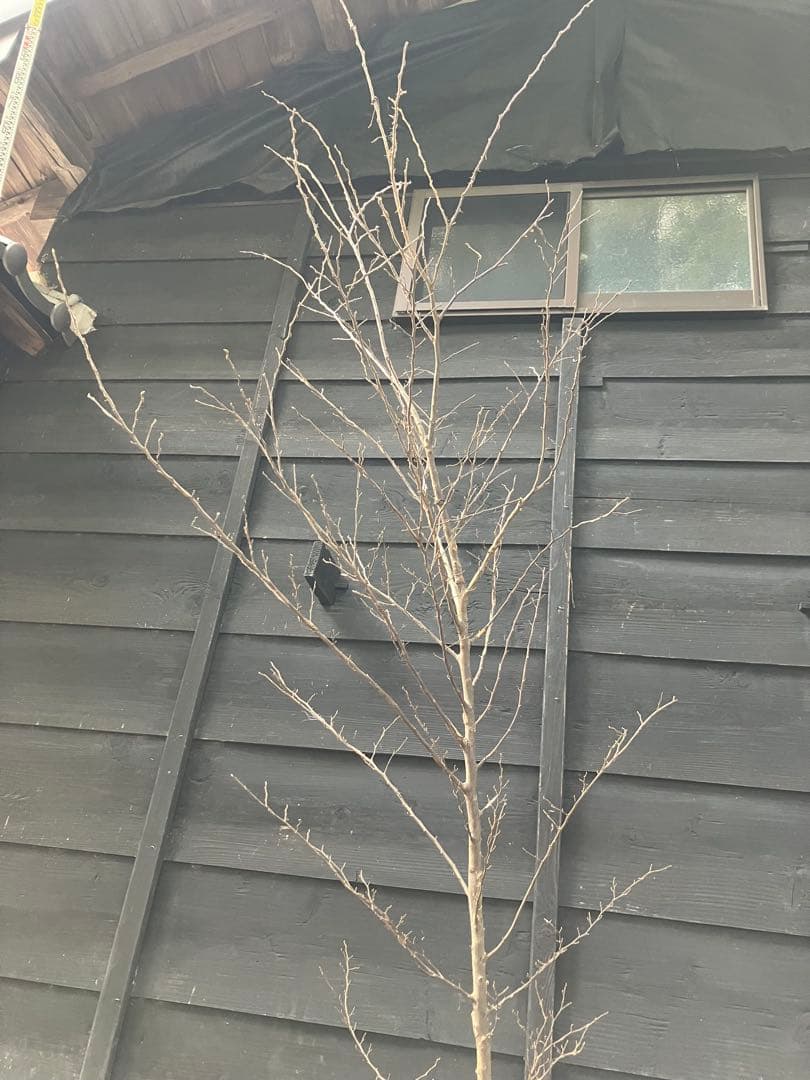 50 山採り　エゴノキ