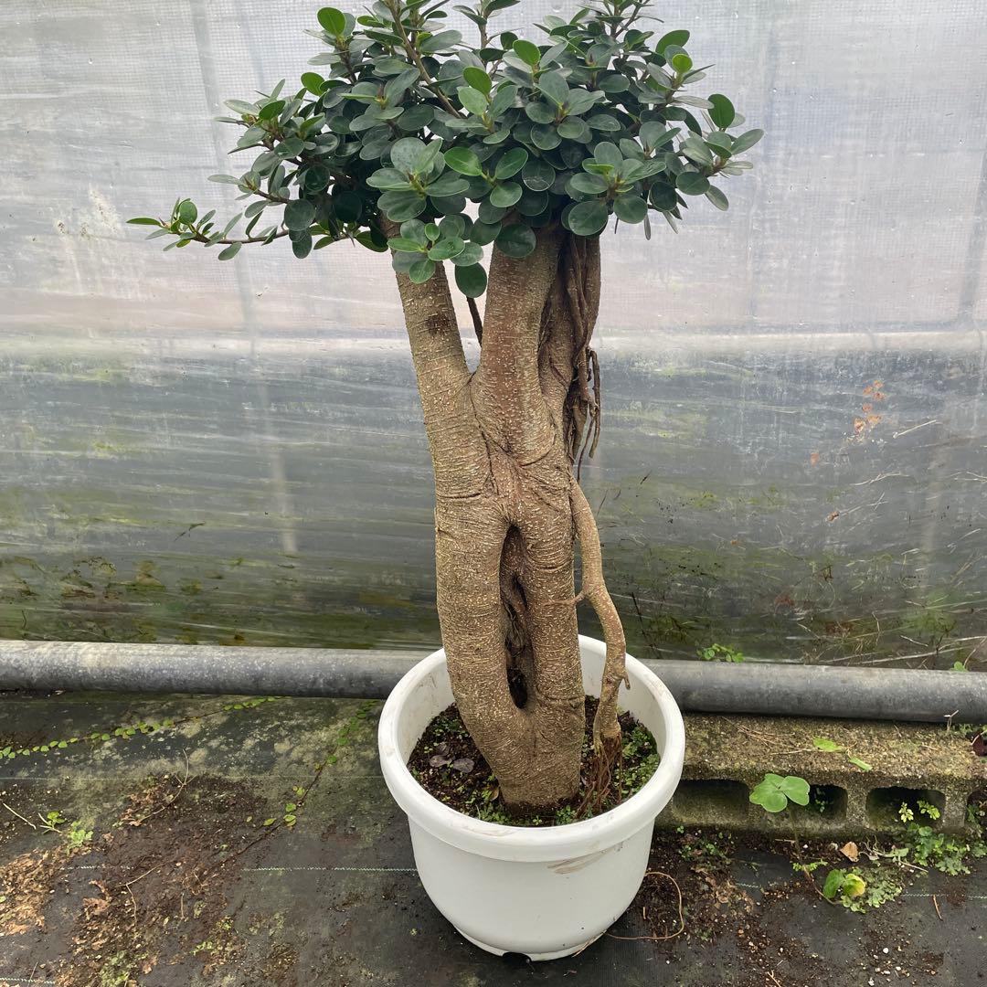 パンダガジュマル　コパンダ　接木　10号リン鉢