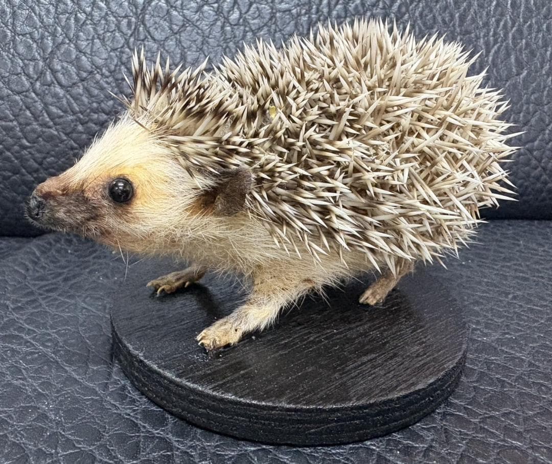 ヨツユビハリネズミ (Four-toed hedgehog) 剥製