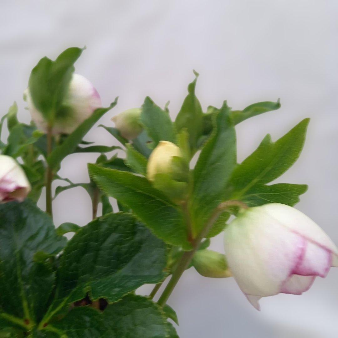 溢れるつぼみ！癒し系♪セミダブルクリスマスローズ、大苗、開花株