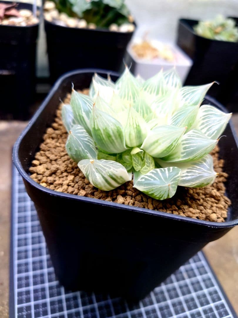 【白蛇伝】極上株　多数子株付き　親株サイズ