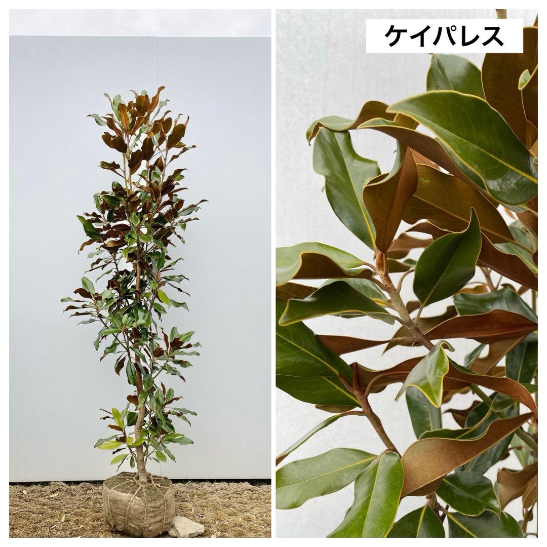 ケイパレス　/ 3