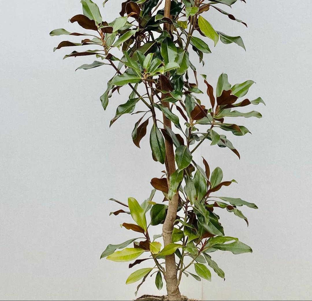 ケイパレス　/ 3