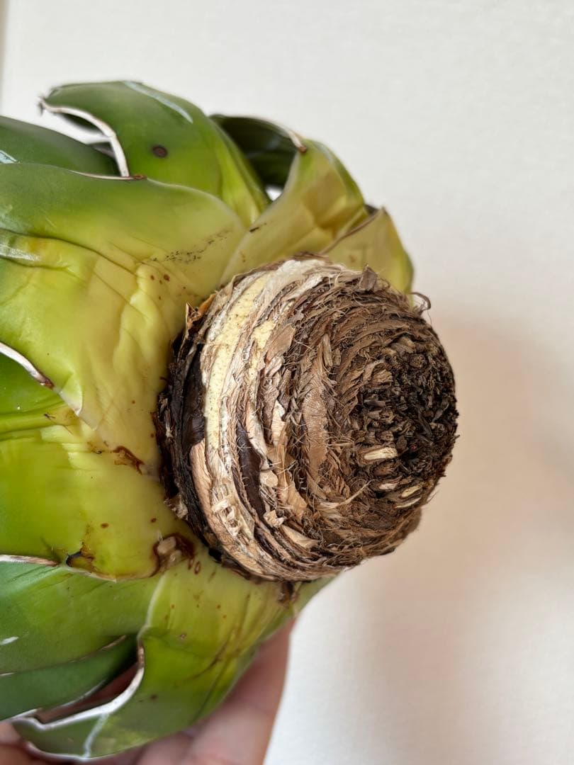 アガベ　笹の雪　ビクトリアレジーナ　ダルマ　ベアルート