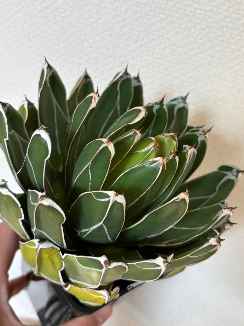 アガベ　笹の雪　ビクトリアレジーナ　ダルマ　ベアルート