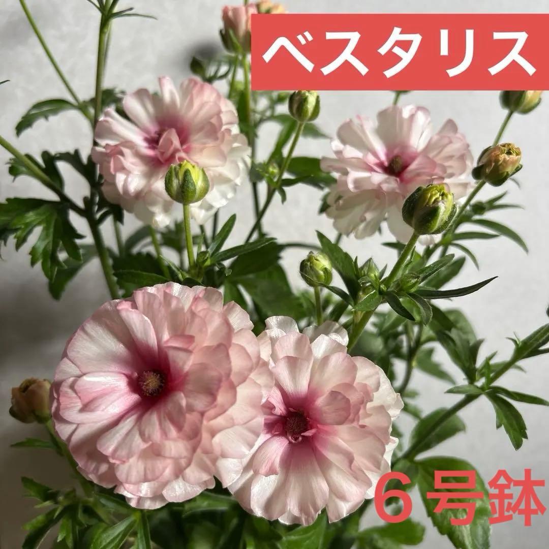 ジャスミンラナンキュラスラックス　グレーシス❤️ベスタリス