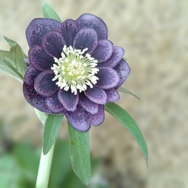 野田園芸。クリスマスローズ。ダブル。開花株。No50