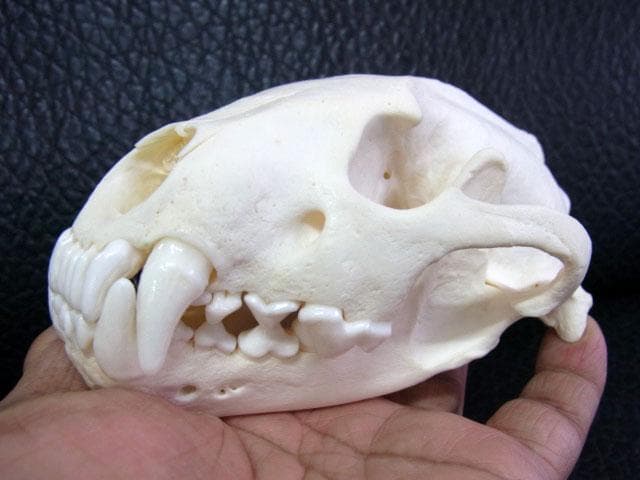 高品質 ★ ロシア産　クズリの頭骨 D