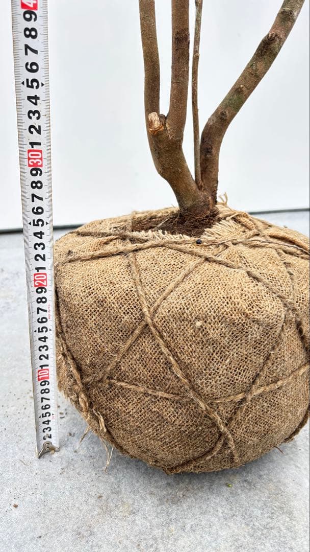 自然な樹形が美しい 山採りの ヒサカキ 700 樹高1.9m位 ヒメサカキ 姫榊