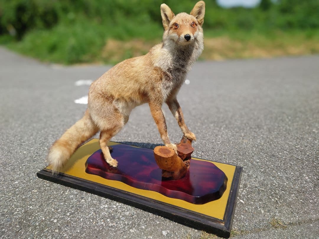 じぇいキツネの剥製（梱包、発送代込み）