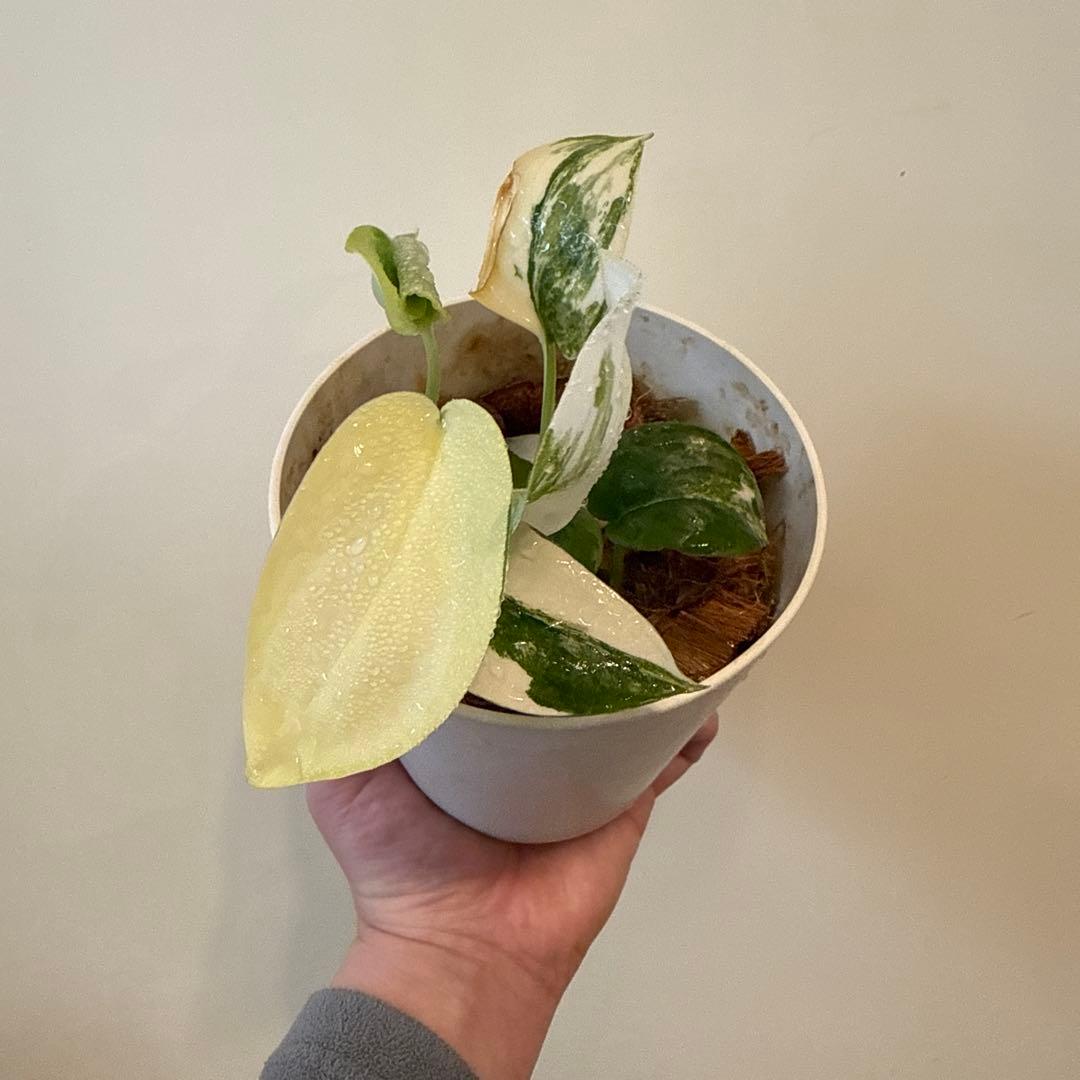 【斑入り】スキンダプサス ジェイドサテン　一株